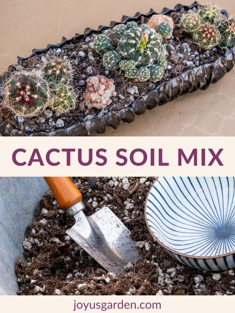 A Guide To Cactus Soil Mix (+ How To Make Your Own) 