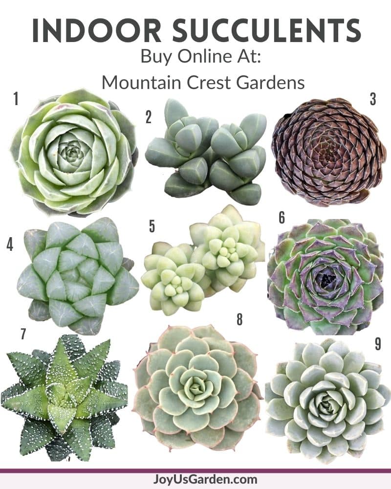 collage of succulents available at Mountain Crest Gardens