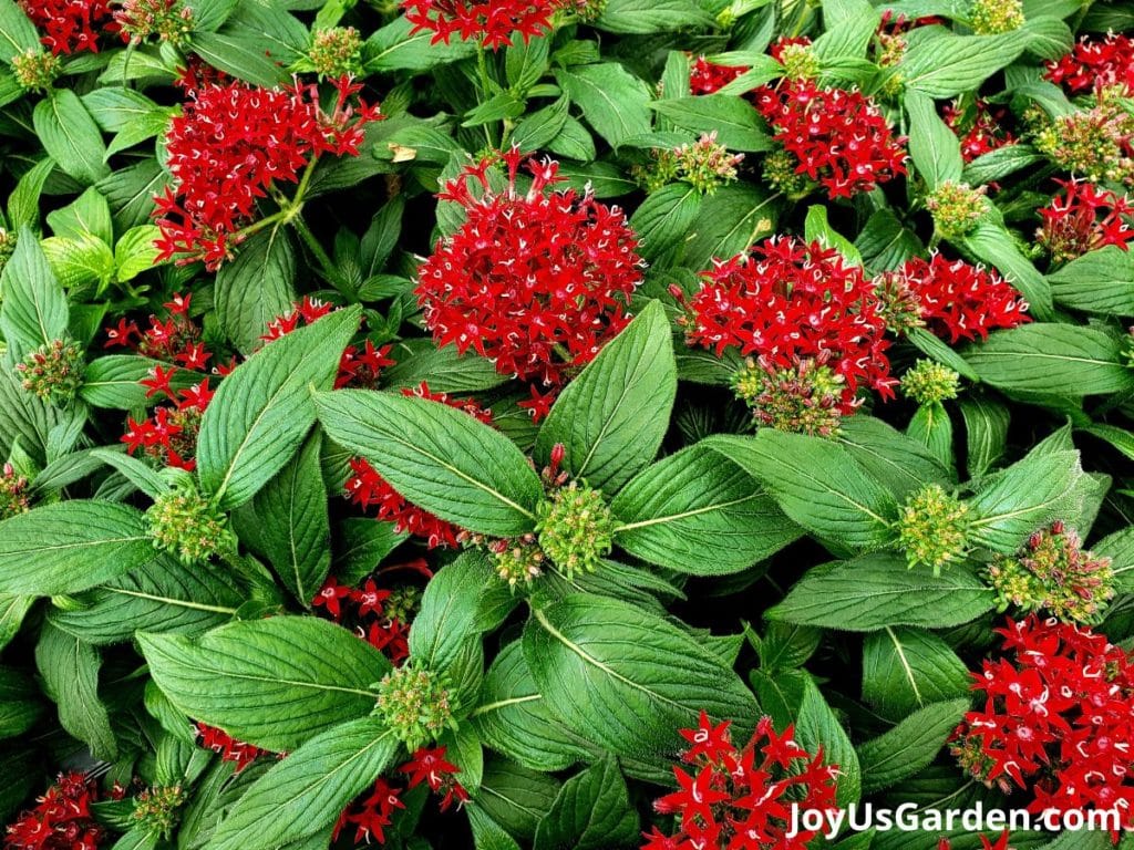 a grouping of red penta annual flower in bloom green leaves red flowers