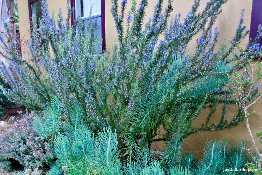 How To Grow Rosemary Easy Care Tips Complete Guide Rosemary Care 1 1024x683