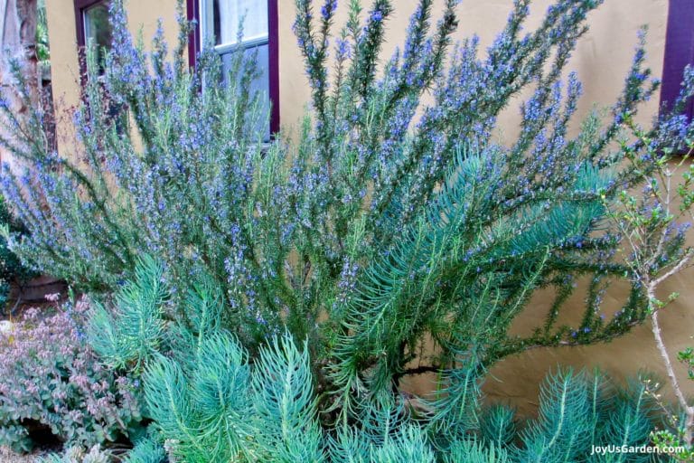 How to Grow Rosemary Easy Care Tips Guide)