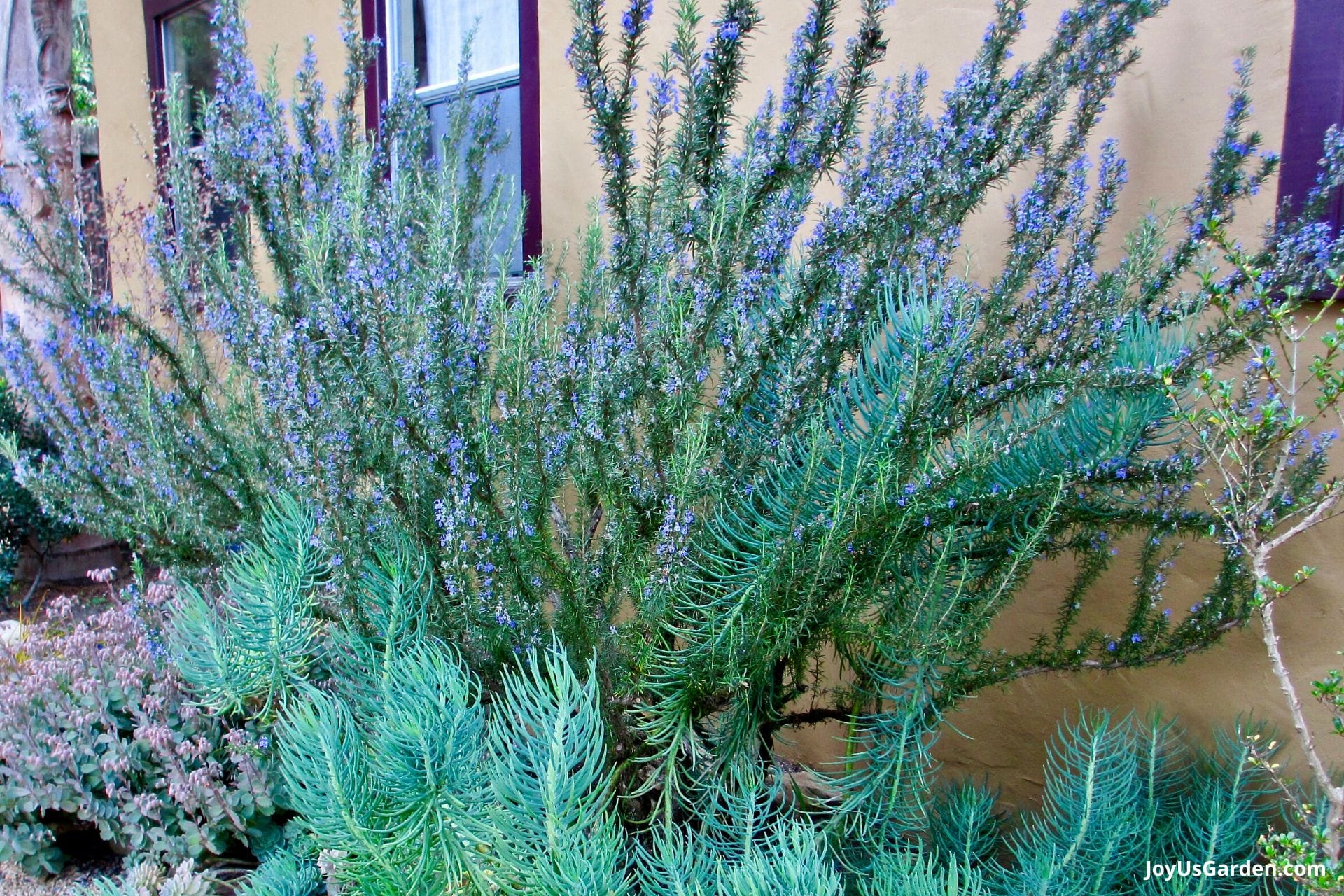 How to Grow Rosemary • The Good Hearted Woman