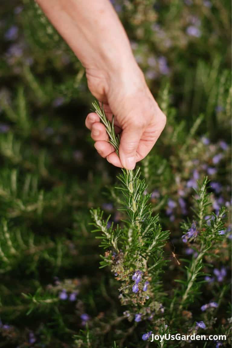 How to Grow Rosemary Easy Care Tips Guide)