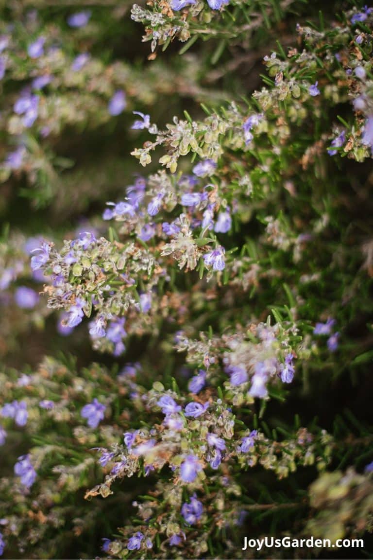 How to Grow Rosemary Easy Care Tips Guide)