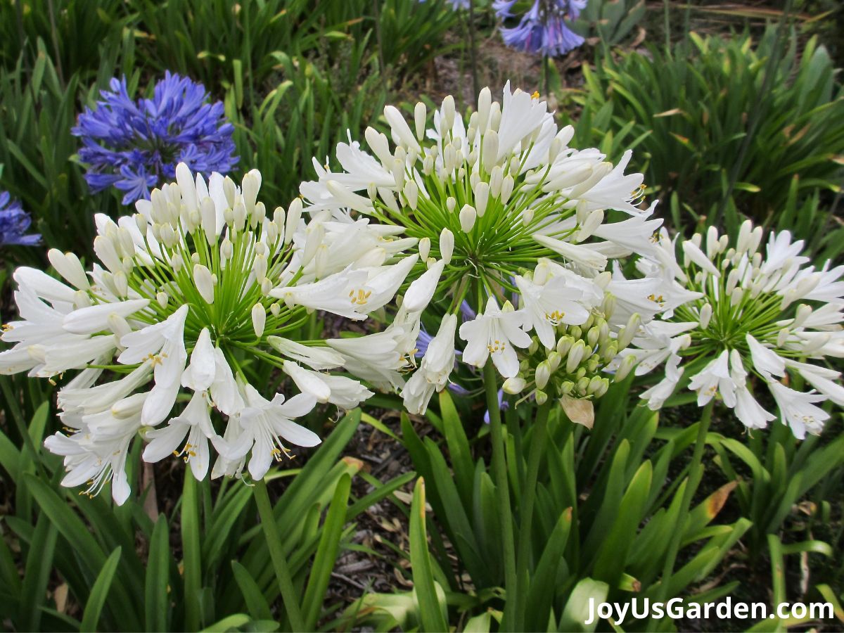 agapanthus clumping perennial plant  in bloom white and blue purple flowers 