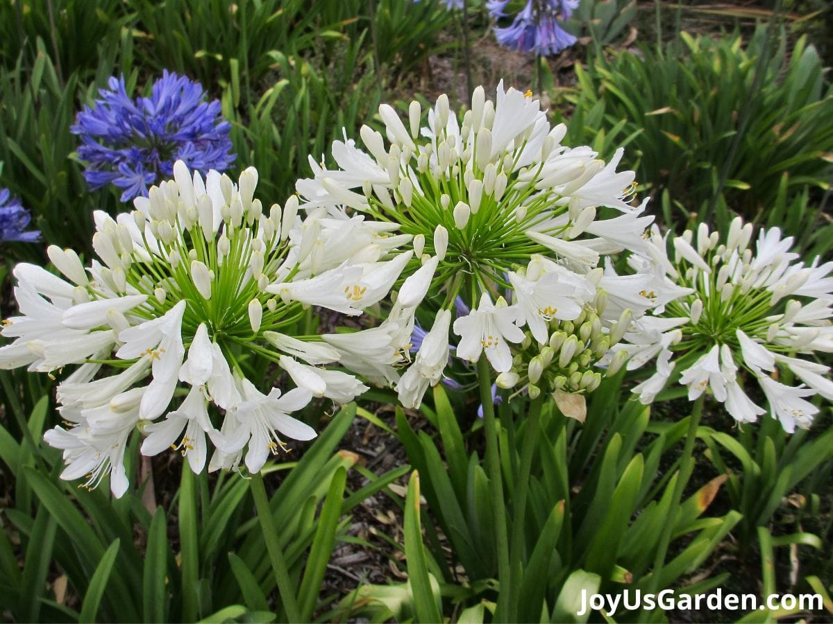 agapanthus clumping perennial plant in bloom white and blue purple flowers