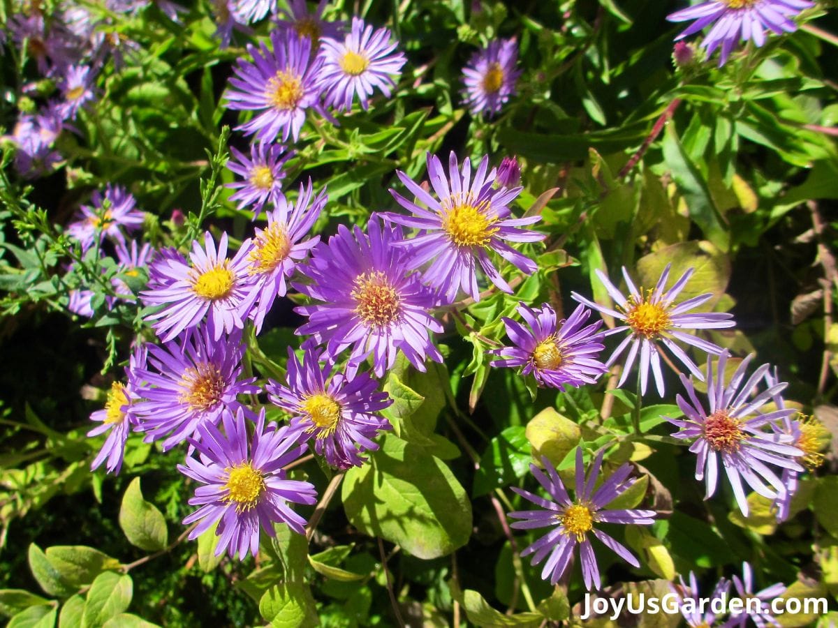 asters perennial plant in bloom planted in grouping purple flowers green foliage