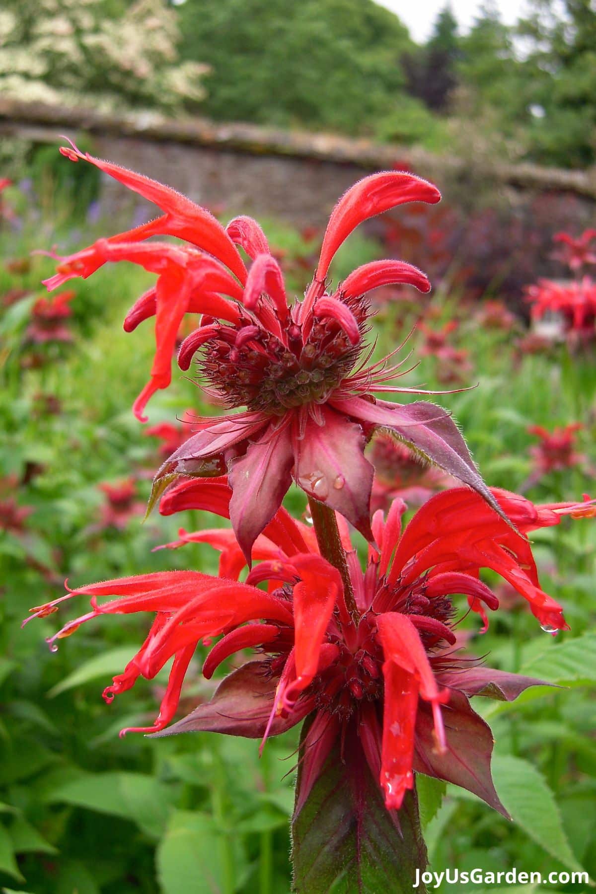 bee balm monarda flower in bloom shade of red pink flower small raindrops on petals 