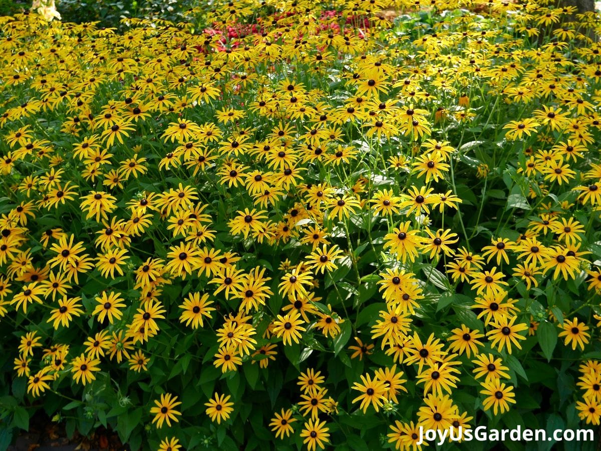 black eyed susan rudbeckia perrenial flowers planted in mass flowers in bloom yellow petals