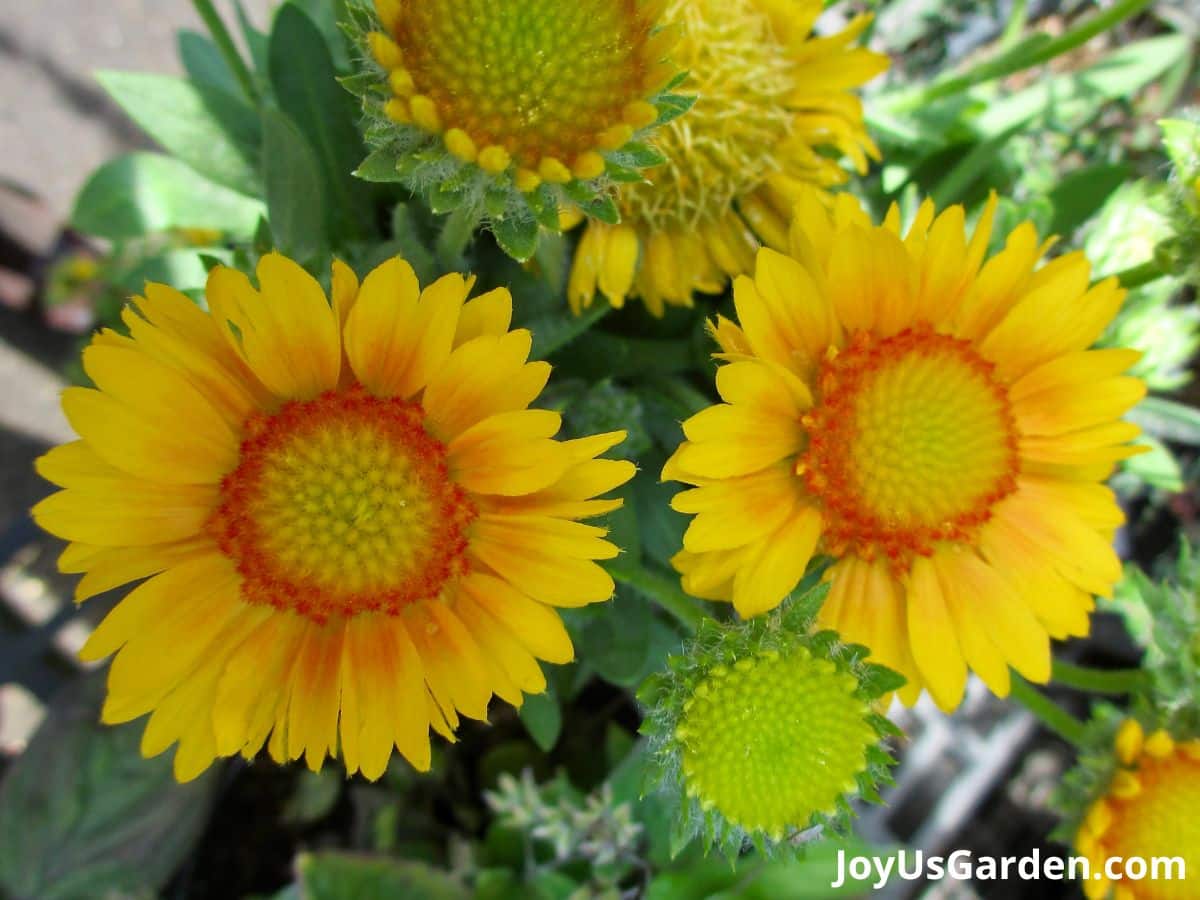 blanket flower gaillardia perennial planted in grouping flower in bloom yellow petals