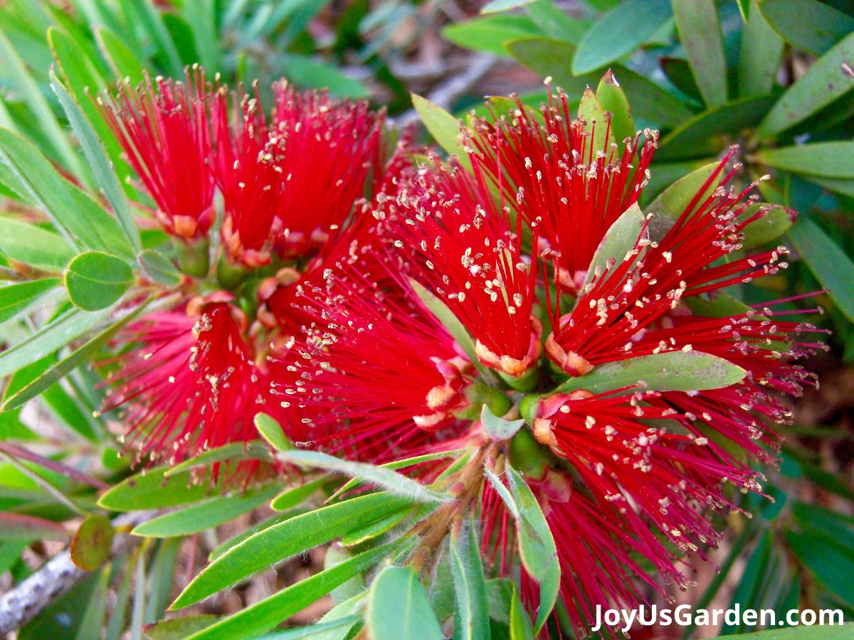 bottle brush shrub plant in bloom red flowers green foliage up close of flowers