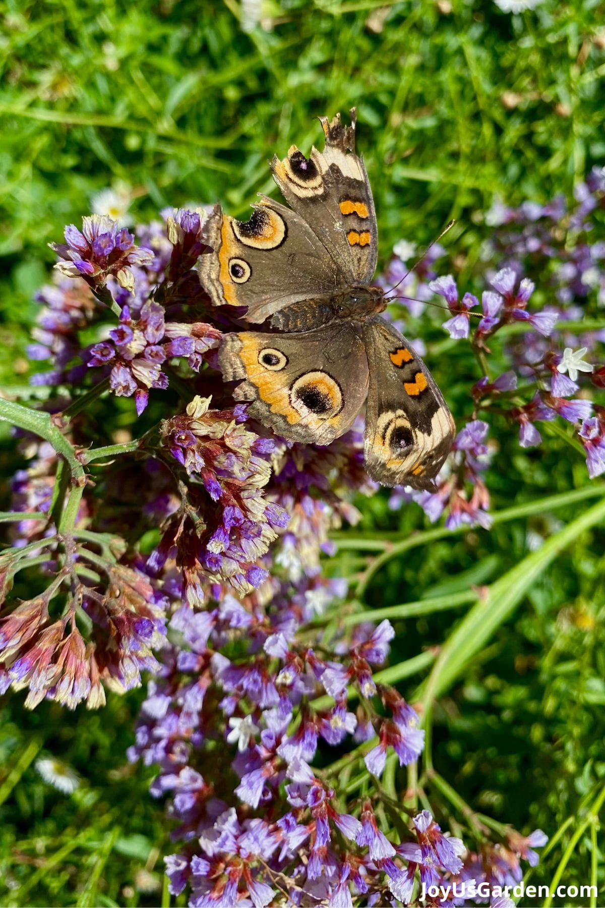 How to Attract Butterflies to Your Backyard in 6 Steps