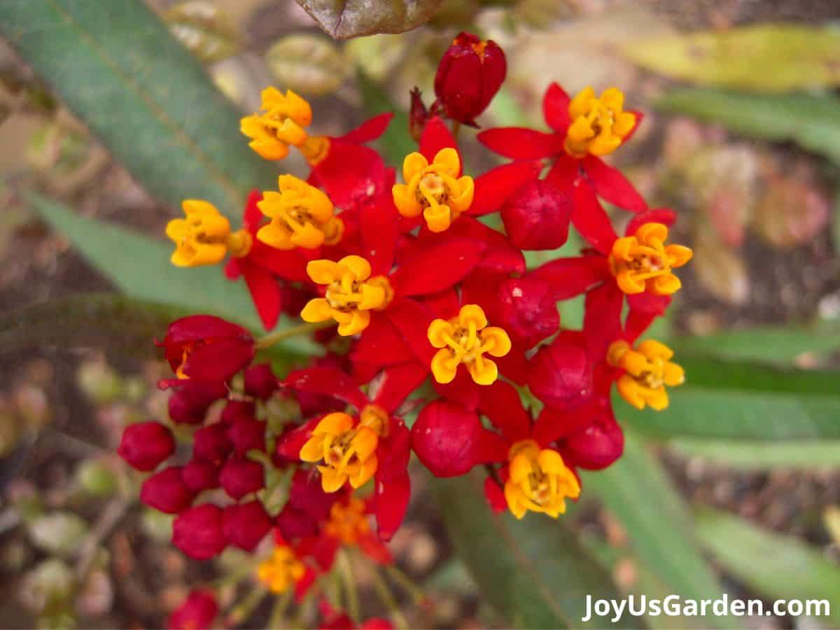 butterfly weed Asclepias perennial plant in bloom yellow and red flowers 