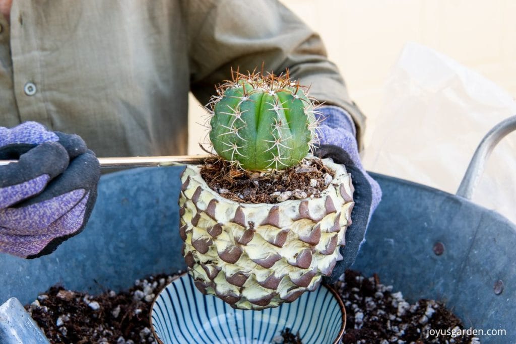 a small cactus in a yellow & brown handmade pot is held over a tin bin with cactus soil mix in it