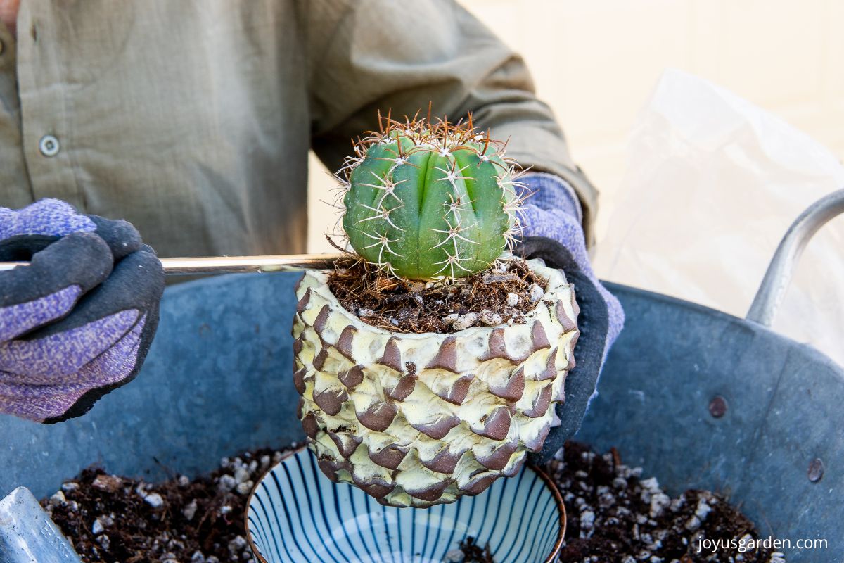 A small cactus in a yellow & brown handmade pot is held over a tin bin with cactus soil mix in it.
