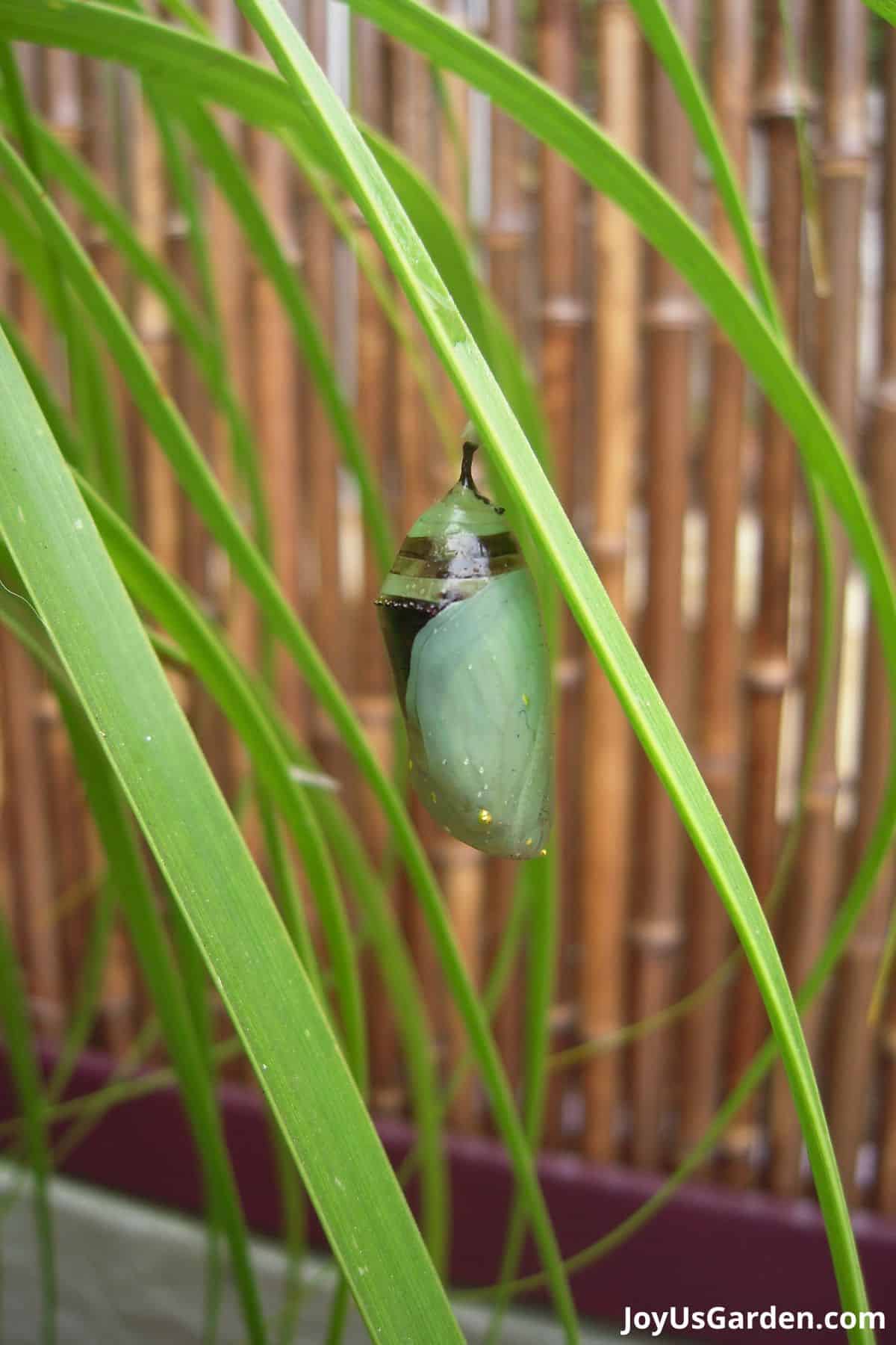 chrysalis on a ponytail palm chrysalis is semi-translucent and shows wings starting to form