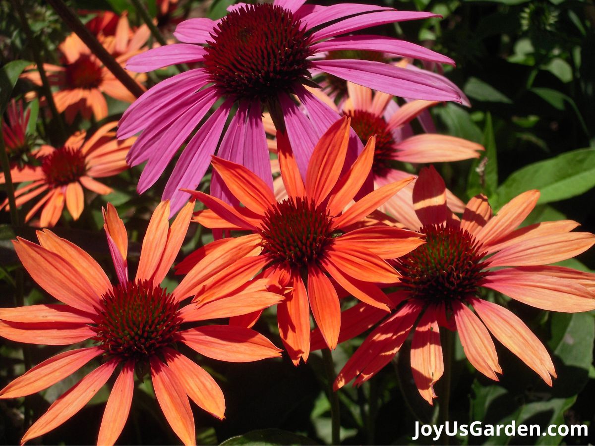 cone flower echinacea perennial flower planted in grouping blooming in shades of orange pink and red