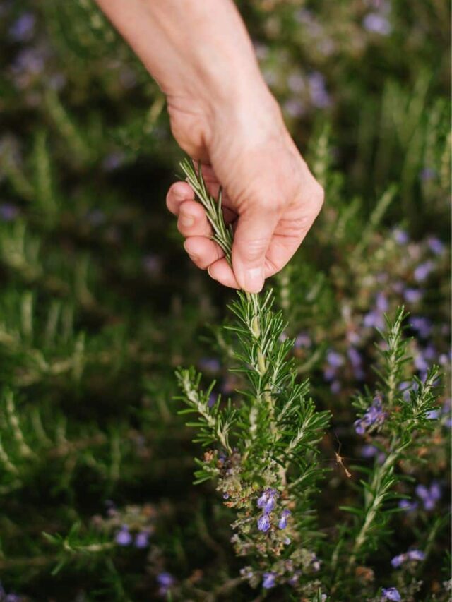 Hand holding the end of a rosemary plant bush.