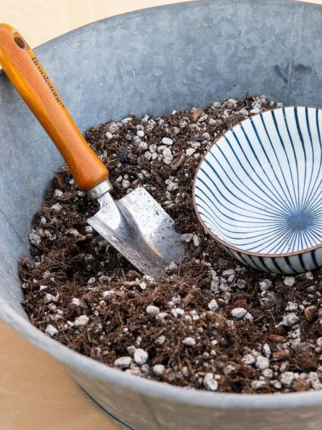 What You Need To Know About Cactus Soil Mix