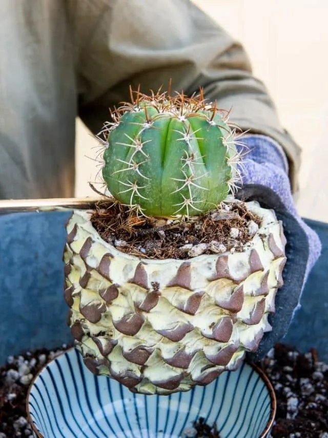A Guide To Planting Cactus In Pots