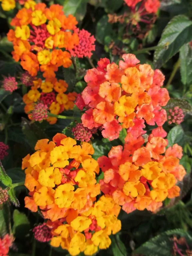 cropped-lantana-1.jpg