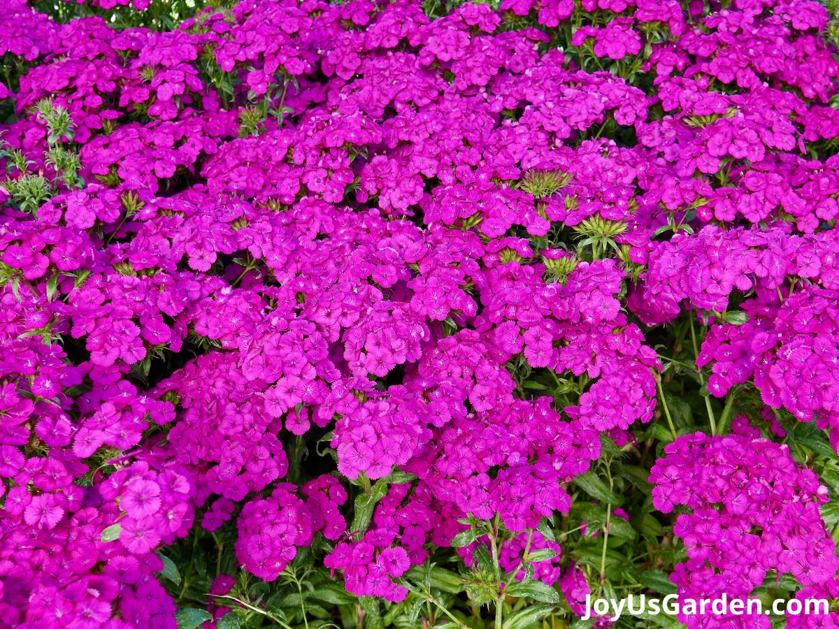 pinks dianthus flowers planted in grouping flowers in bloom magenta purple pink color