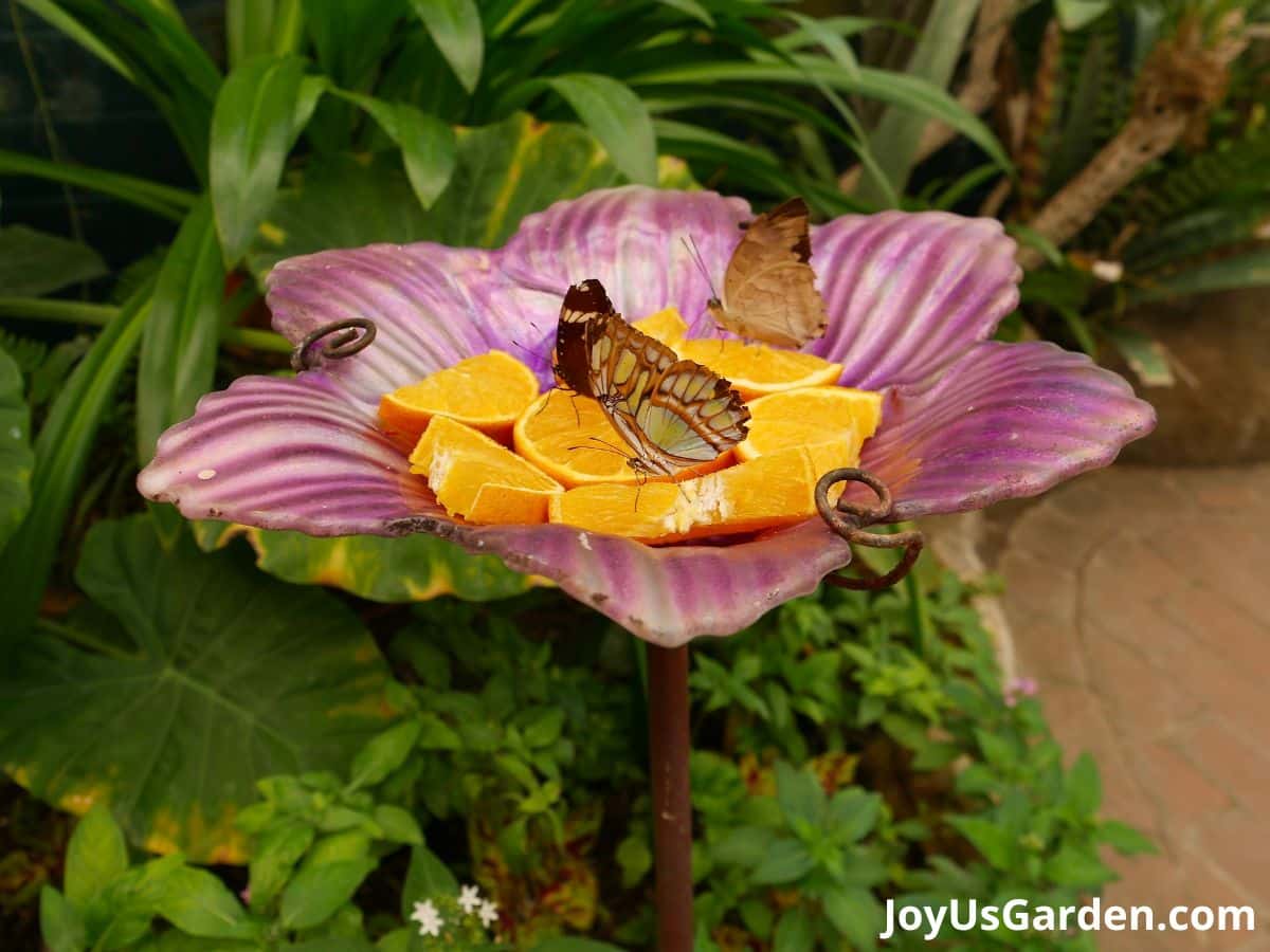 butterfly drinking from cut-up orange in a pink butterfly feeder that is flower-shaped and green foliage in the background