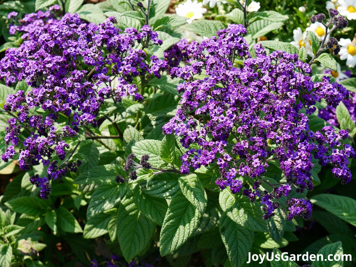 heliotrope annual flowers planted in mass purple flowers in bloom green leaves
