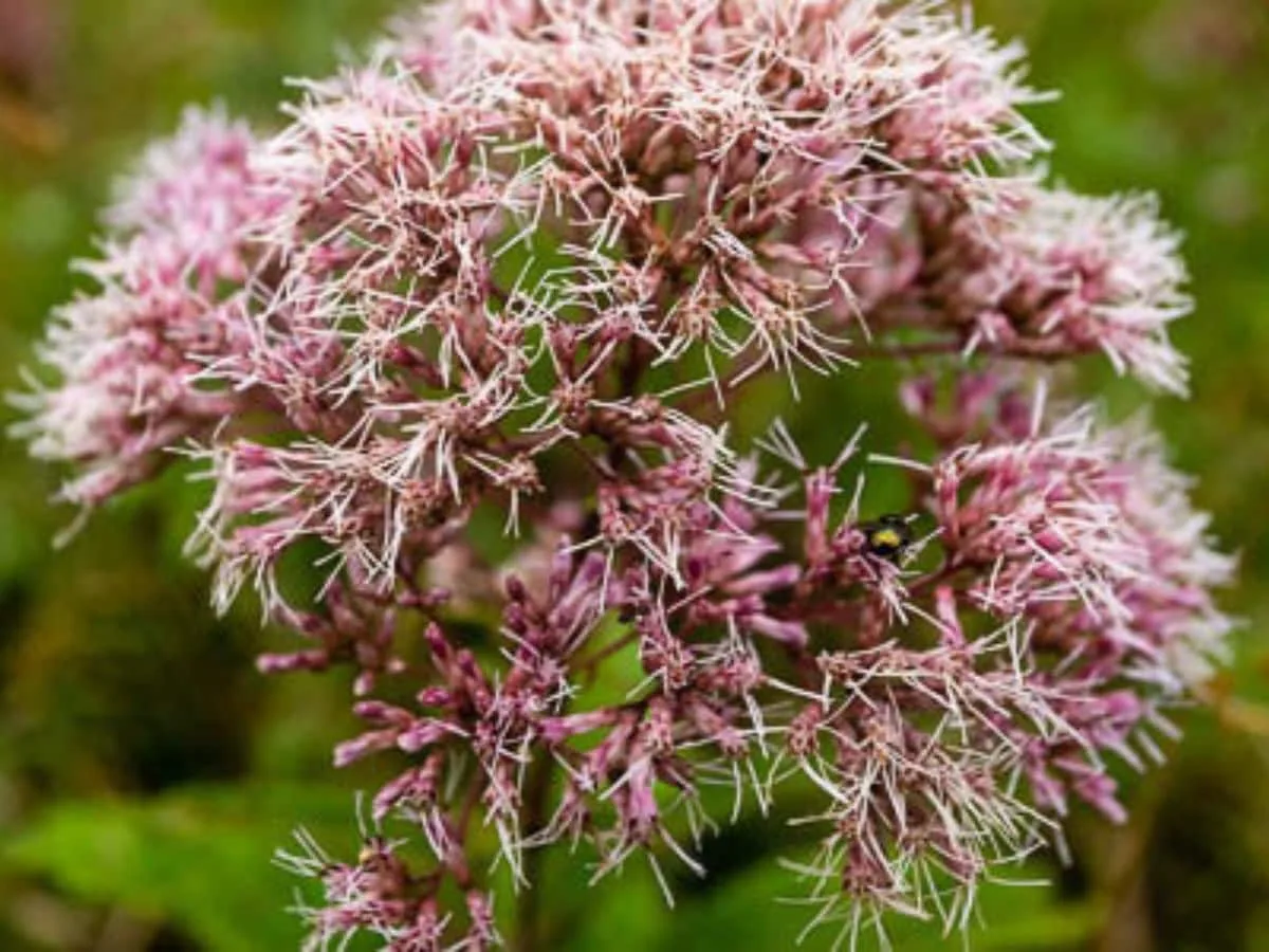 joe pye weed perennial plant in bloom light pink flowers in blooom