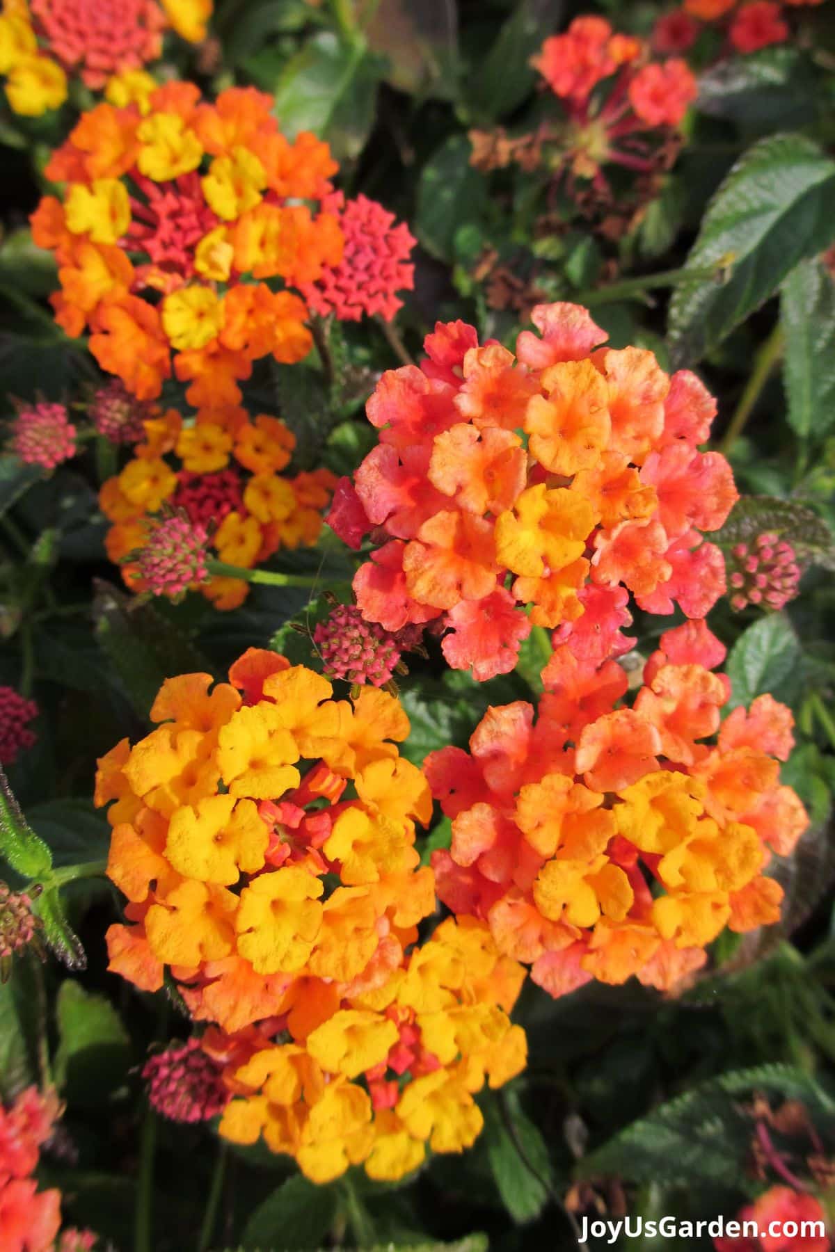 lantana shrub plant plated in mass yellow and orange flowers in bloom green foliage