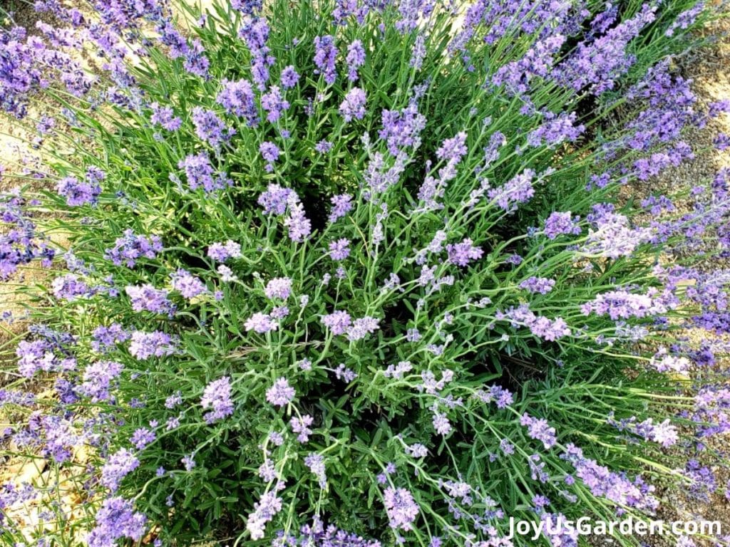 lavender shrub plant in bloom purple flowers green foliage