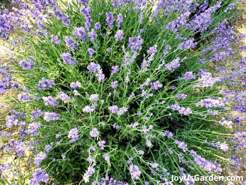 lavender shrub plant in bloom purple flowers green foliage 