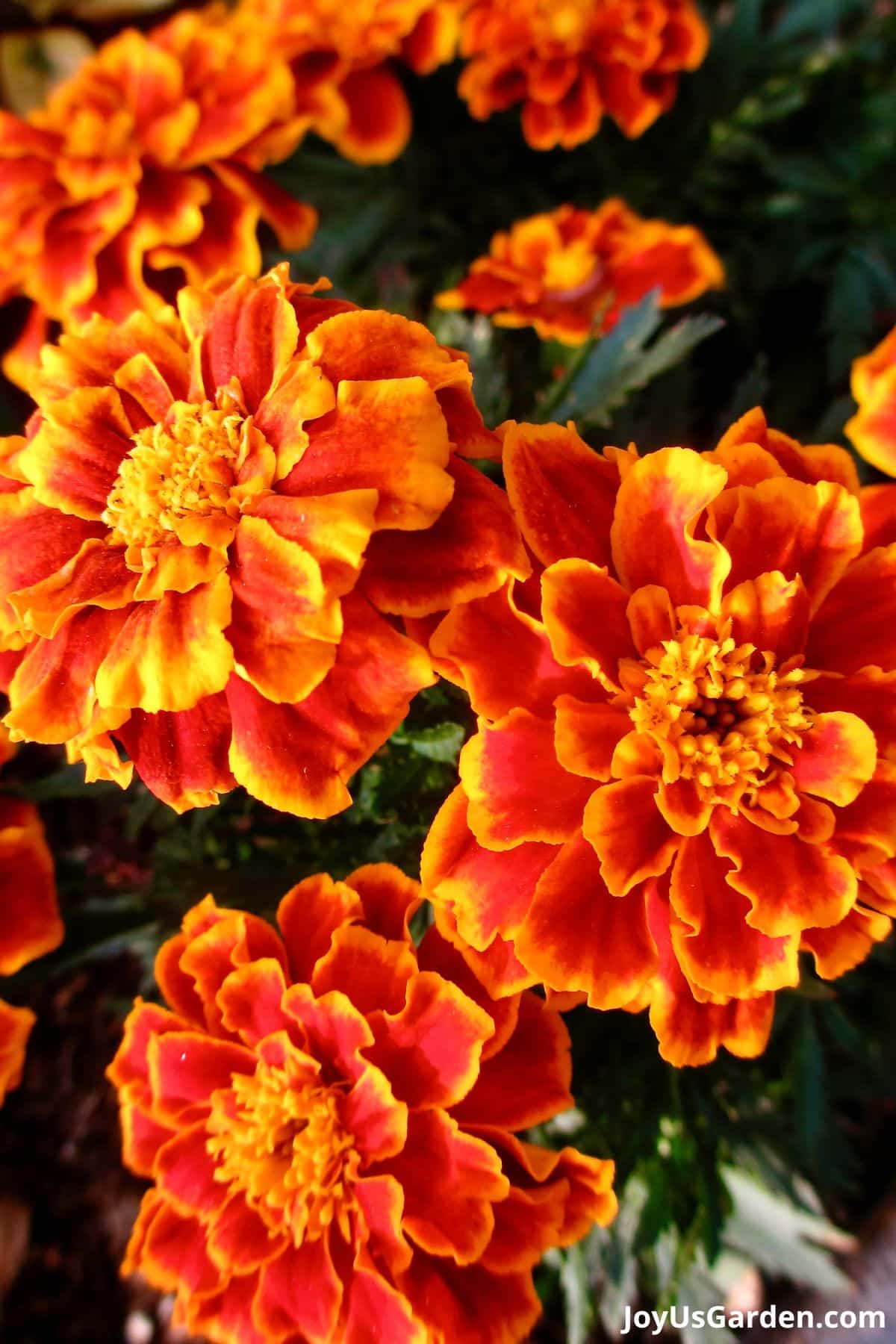 marigolds annual flower planted in mass colors are orange with yellow outline on petals