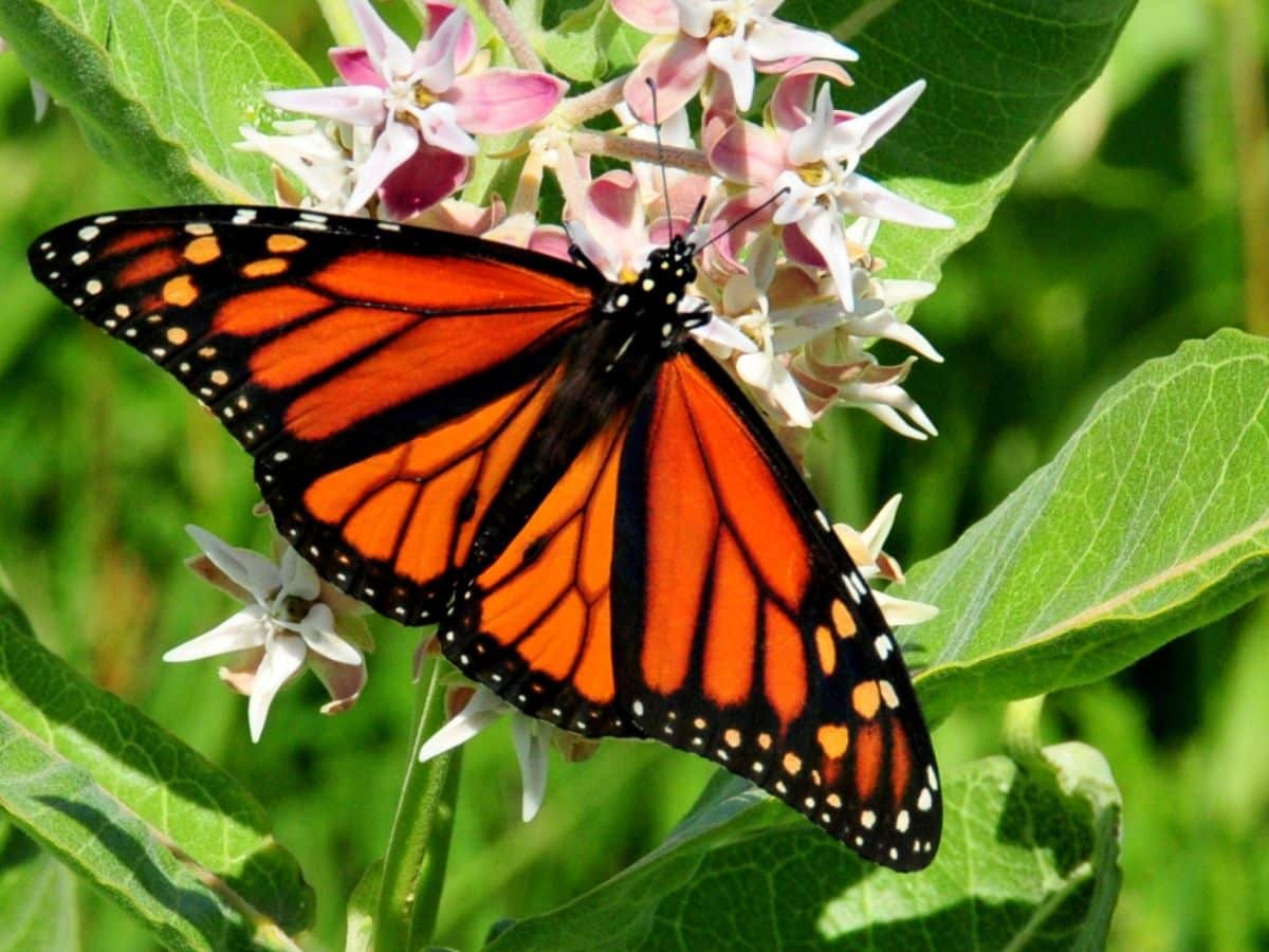 milkweed perennial plant in bloom monarch butterfly on flower green foliage 