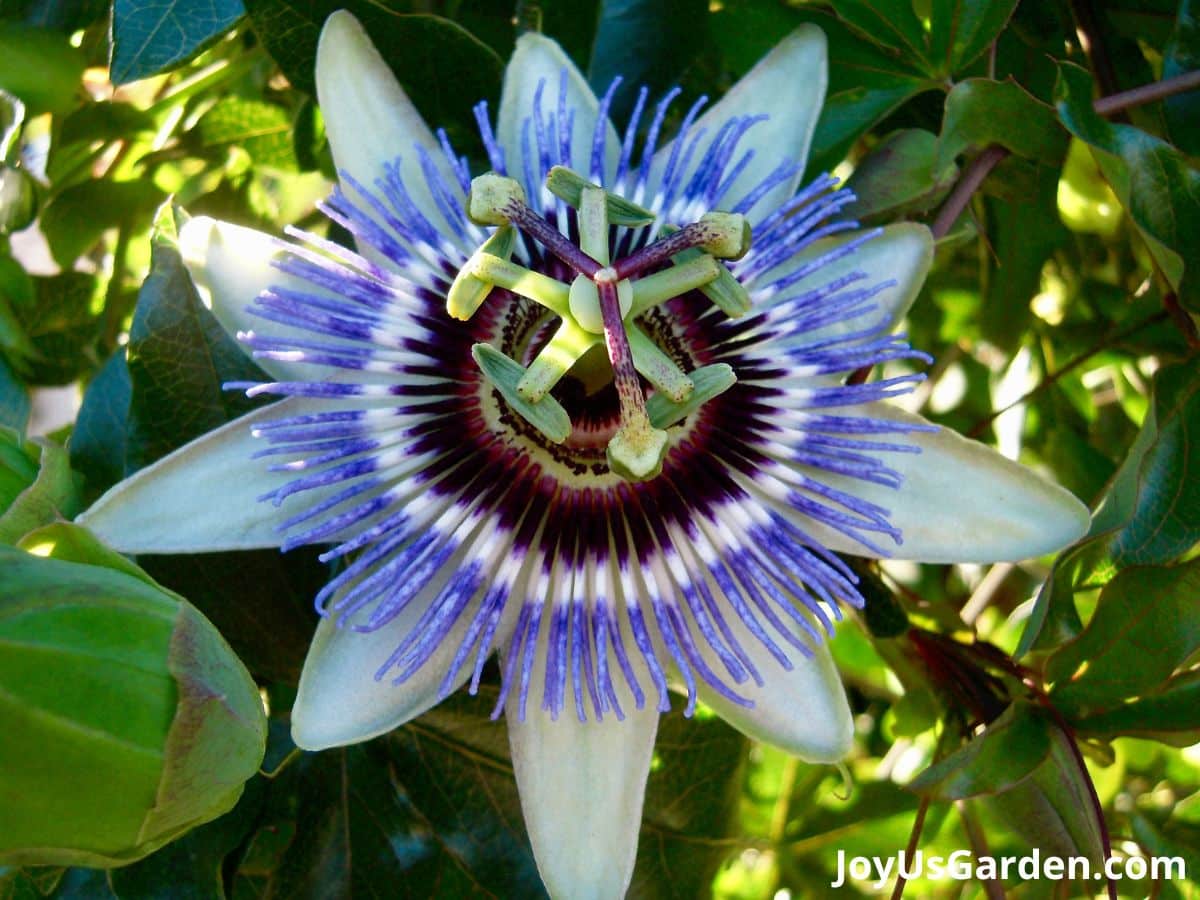passiflora vine plant close up of flower purple blue white flower green foliage in background