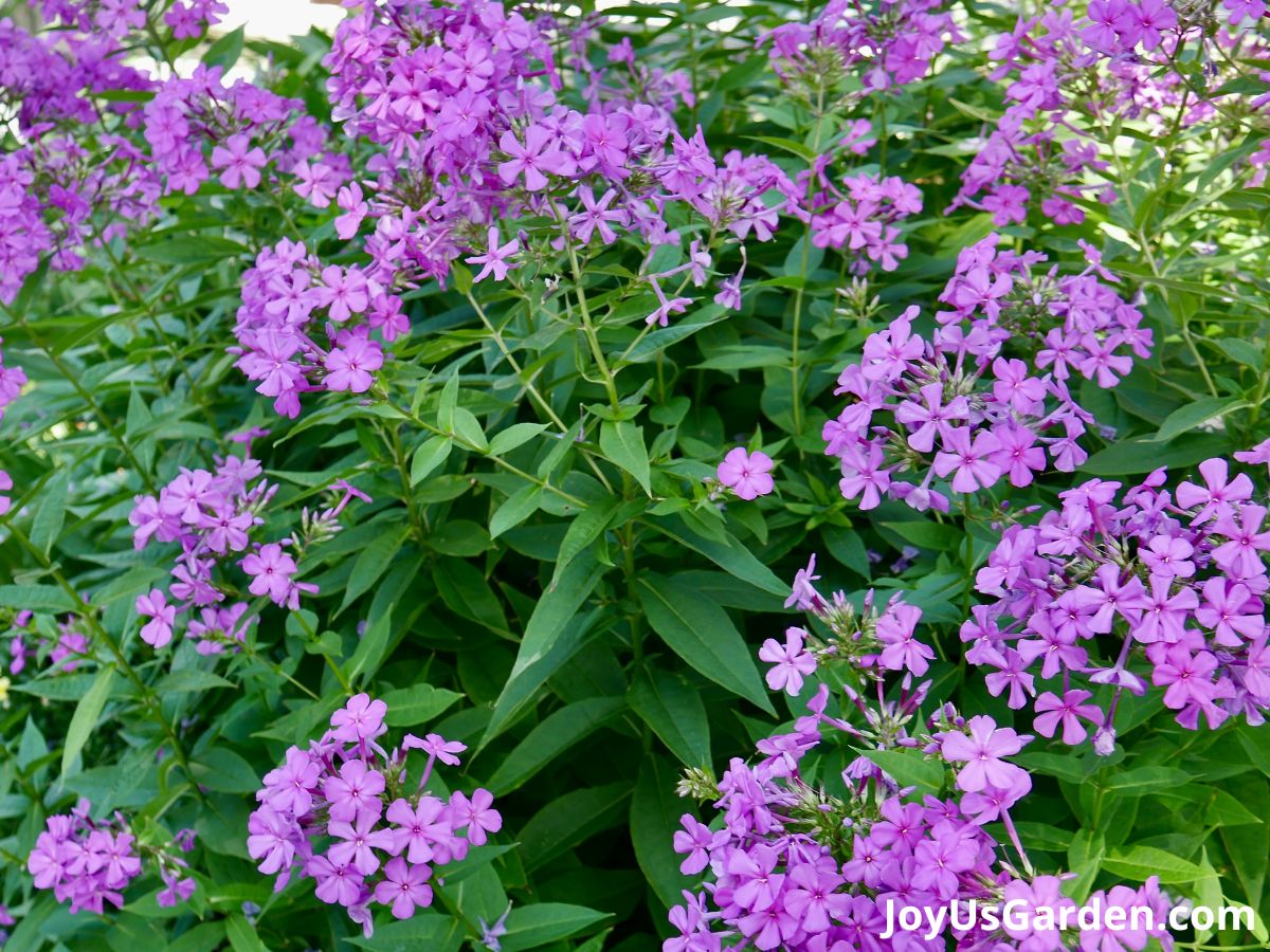 phlox perennial plan flowers in bloom light purple flowers green foliage planted in mass