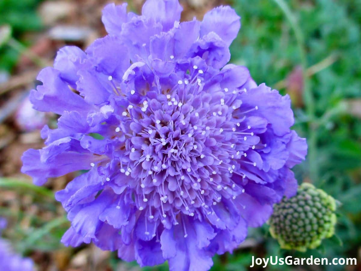 up close of pincushion scabiosa perennial plant flower is purple blue