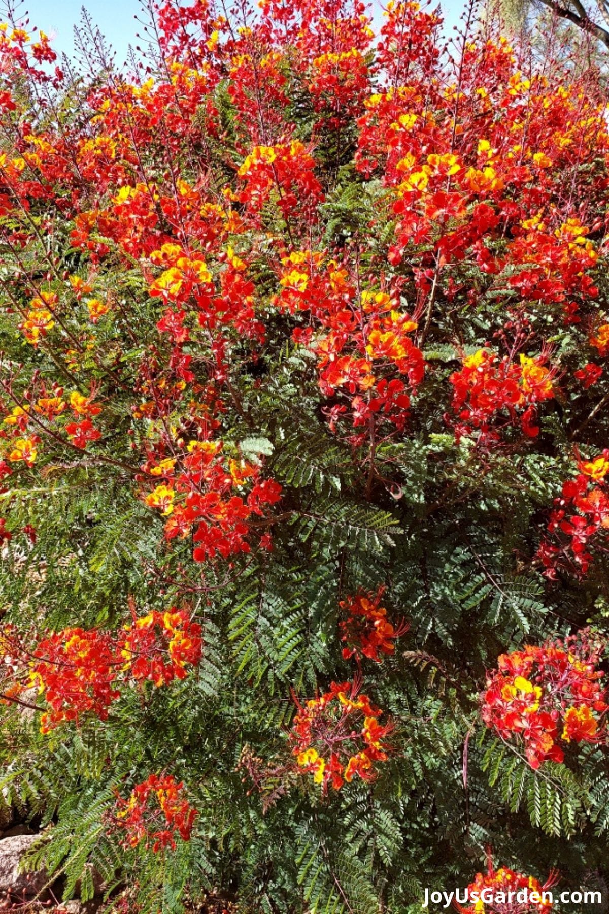 red bird of paradise shrub plant in bloom yellow orange red flowers