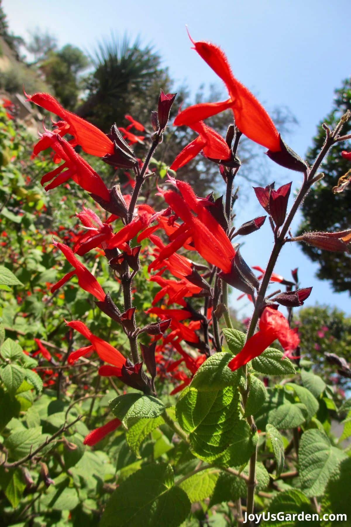 pineapple salvia perennial in bloom  bright red flowers green foliage in background