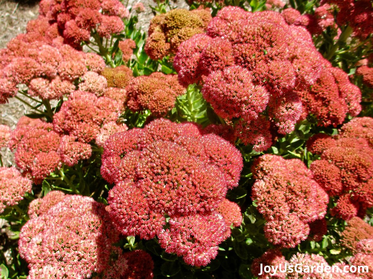 sedum autumn joy perennial plant flowers in bloom pink light pink orange red flowers planted in mass