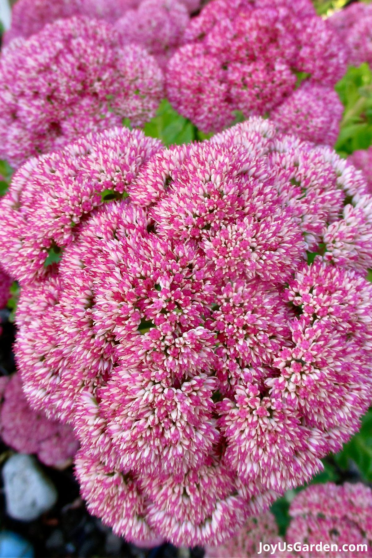 up close sedum carmen flower in bloom yellow and white flowers green foliage in background
