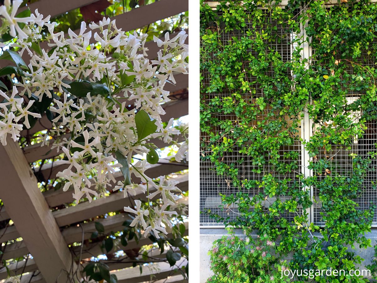 Side by side photo of star jasmine growing on different mediums left photo bright day star jasmine in bloom growing on an arbor right photo is star jasmine growing on wire fence.
