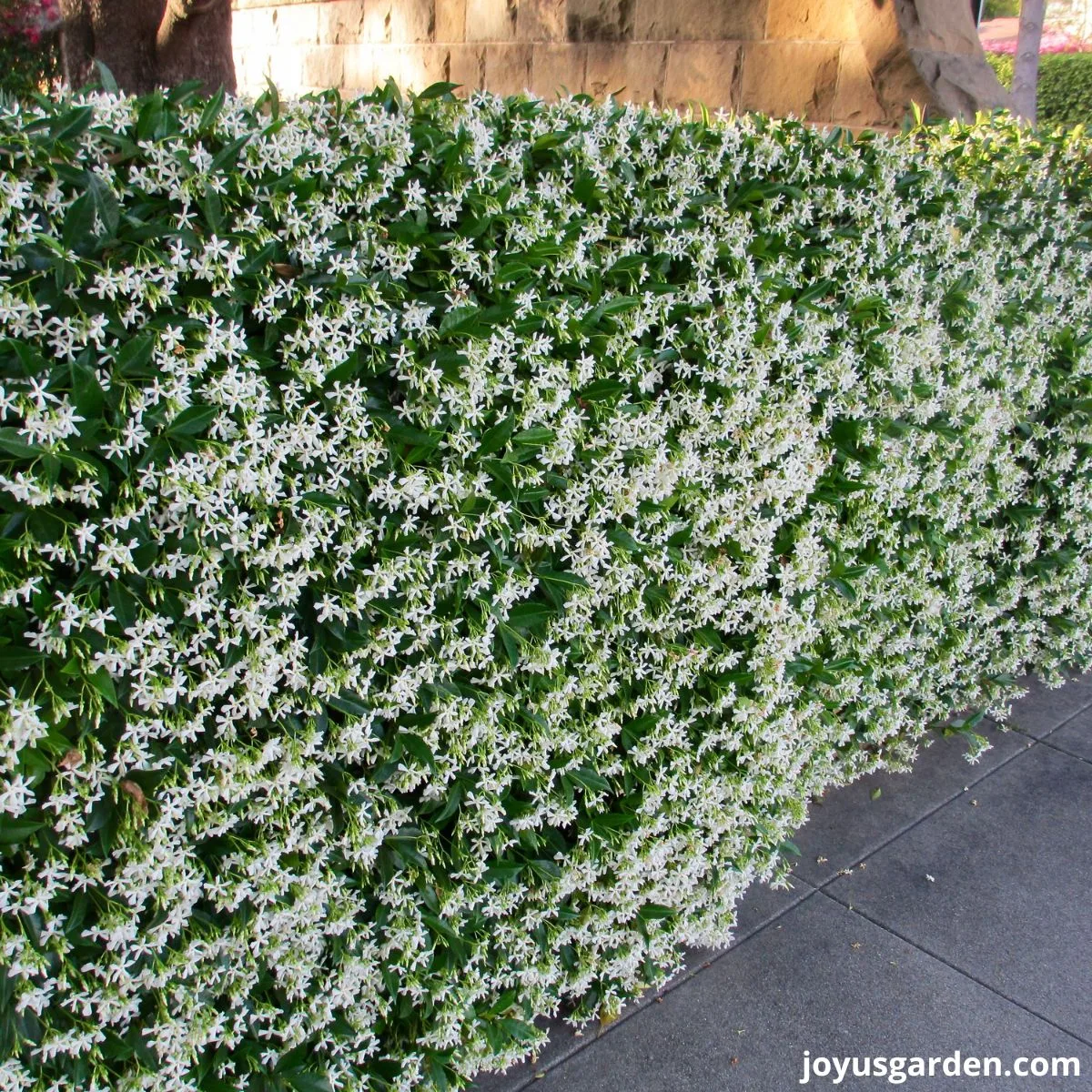 Star jasmine in full bloom white flowers and green foliage grown as a hedge next to sidewalk pathway .