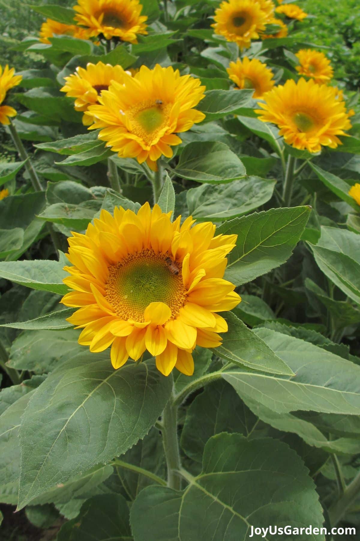 sunflower annual flowers planted in grouping yellow blooms bee seen on flower
