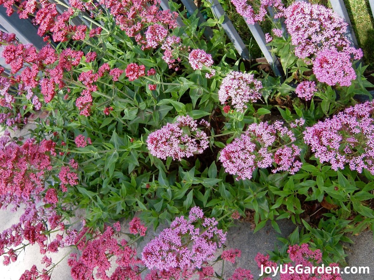 pink and red valerian Centranthus perennial plant flowers in bloom planted next to fence and sidewalk