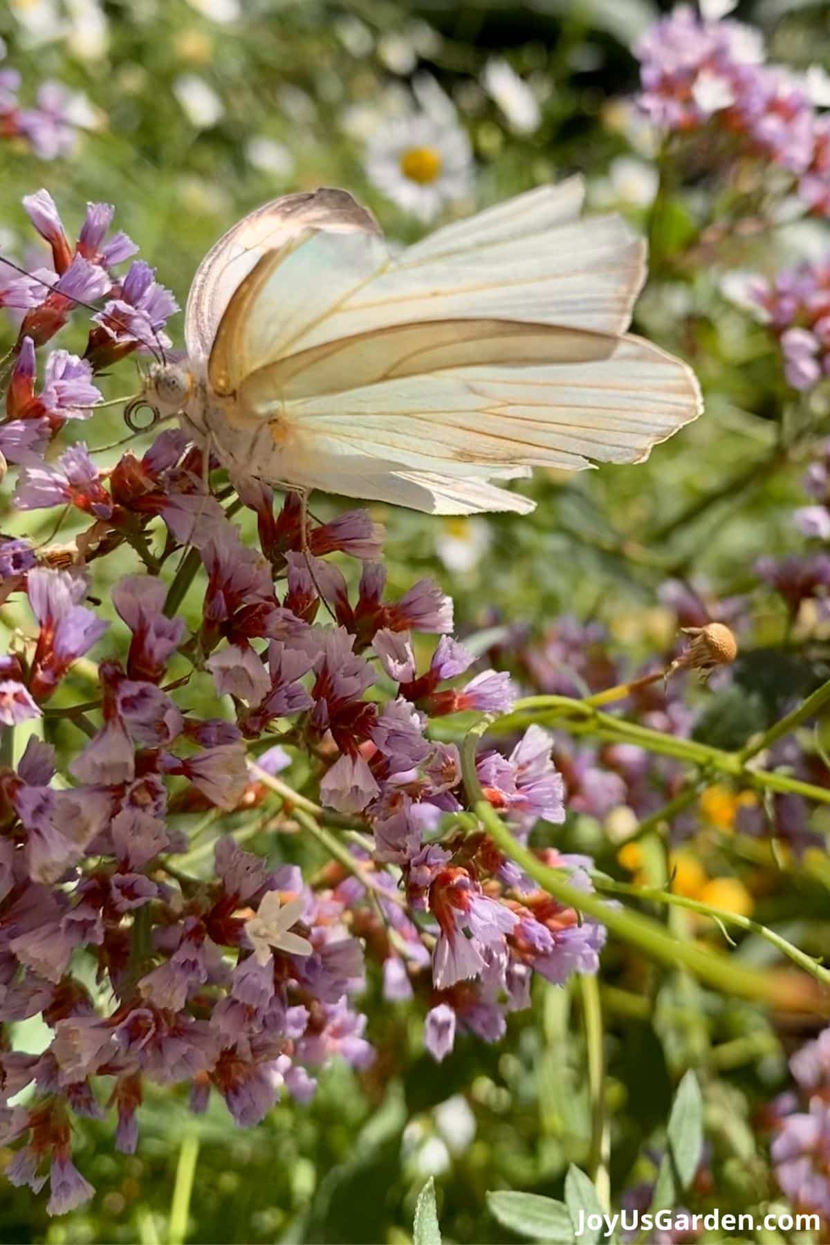 close up photo of white ascia butterfly on a statice flower in shades of pink purple red 