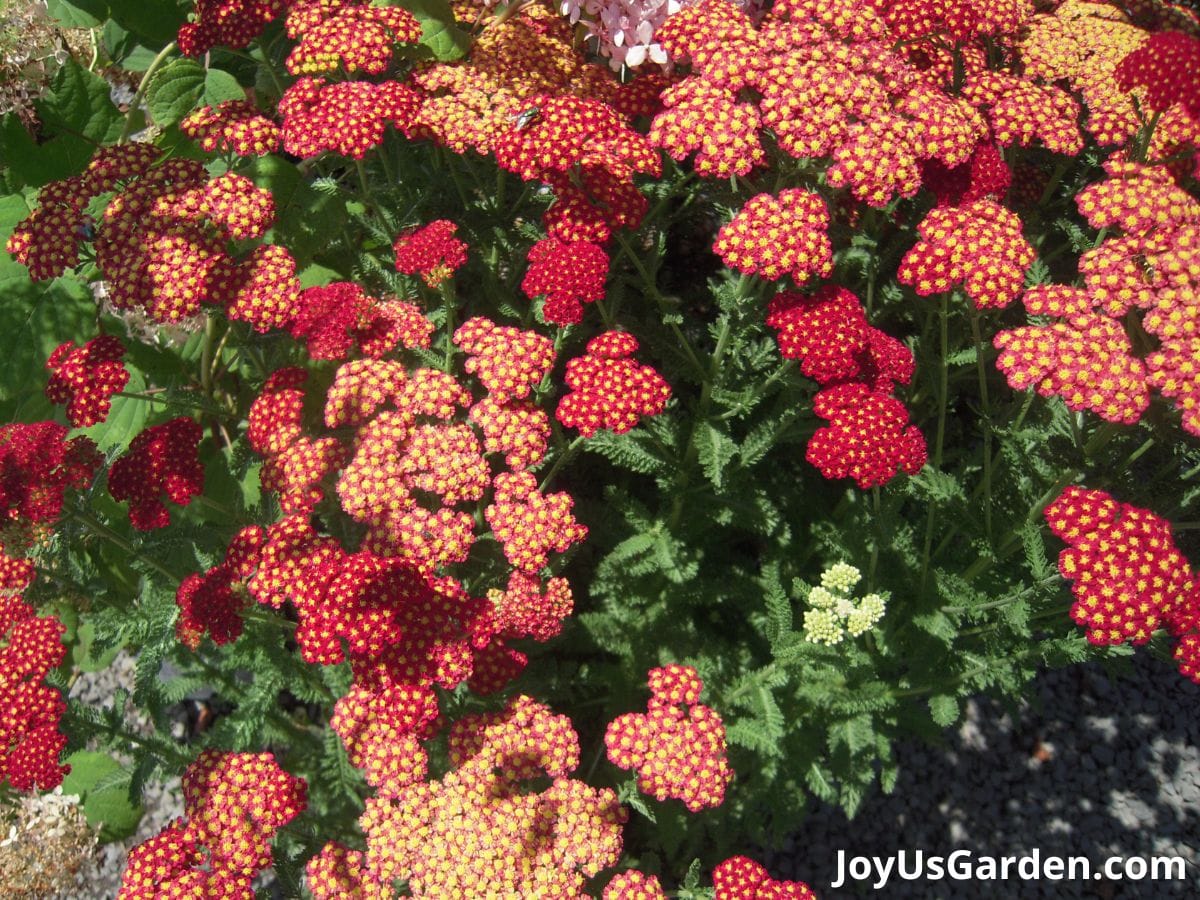 yarrow achillea perennial flower planted in mass flowers in bloom colors red and yellow