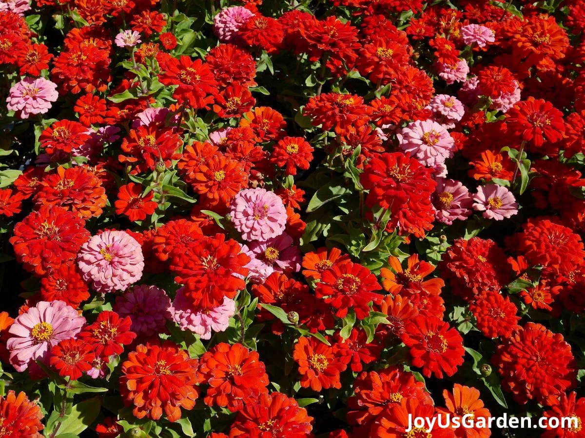 a grouping of zinnia annual flowers planted in mass colors red and pink