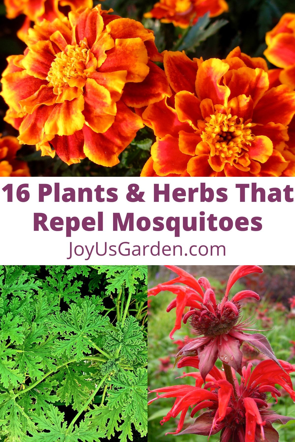 Indoor Herbal Moth Repellant - Tips On Growing Herbs To Repel