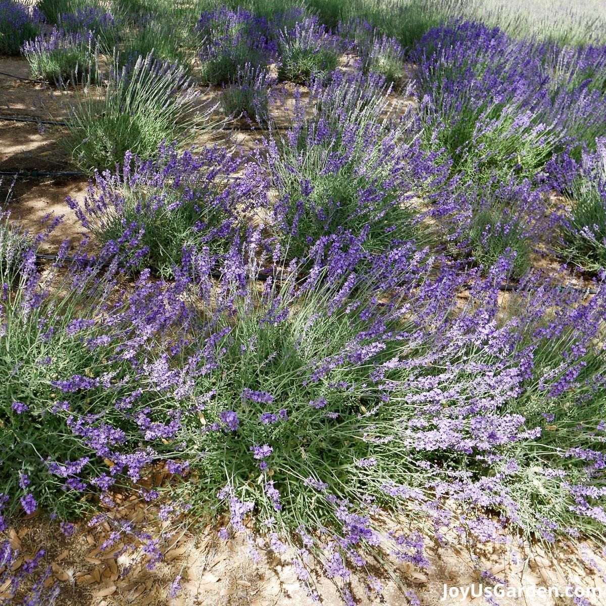 multiple lavender plants planted in mass all in bloom purple flowers appears to be blowing in the wind